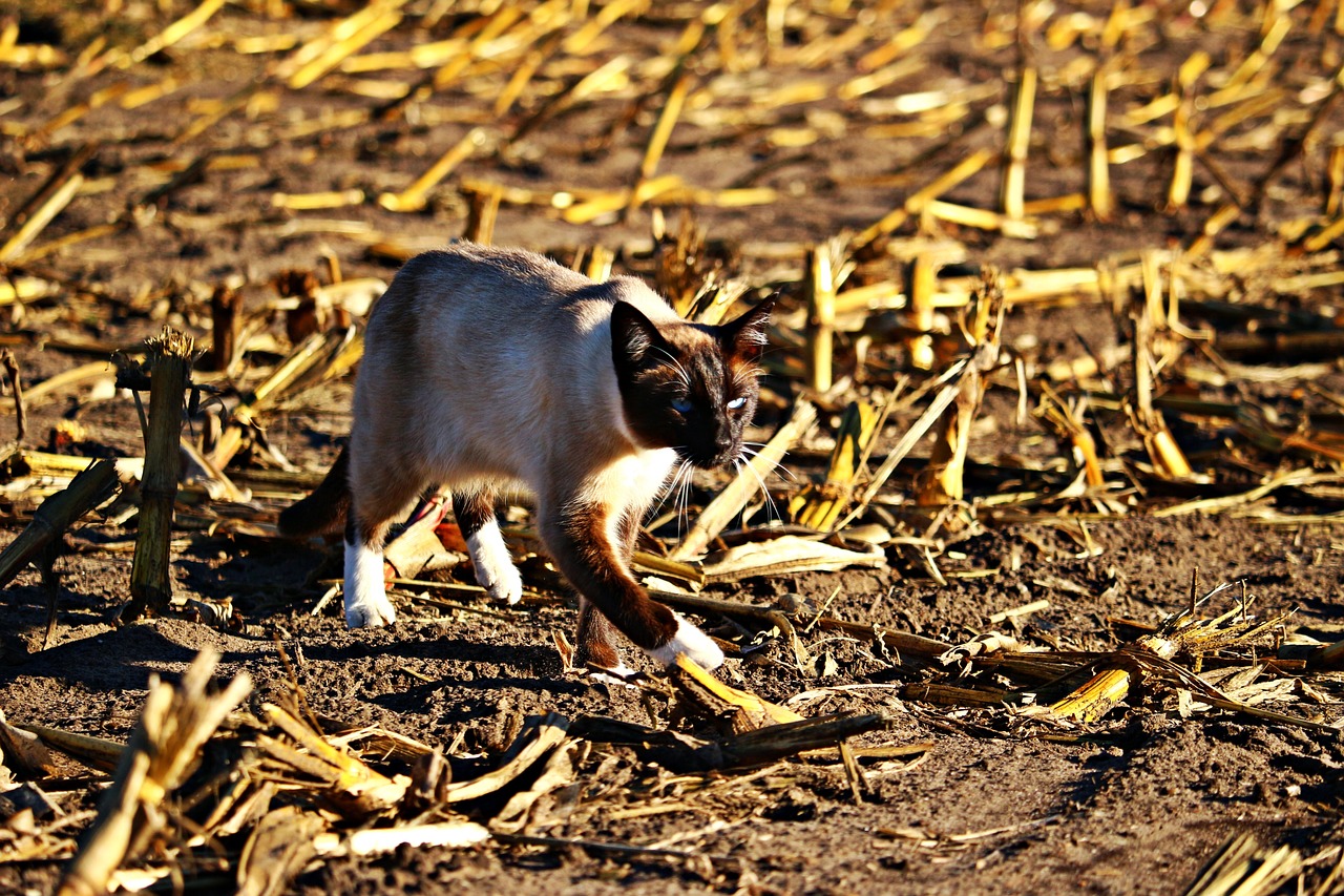 网页游戏帝国时代_帝国时代游戏平台 网页游戏帝国时代_帝国时代游戏平台