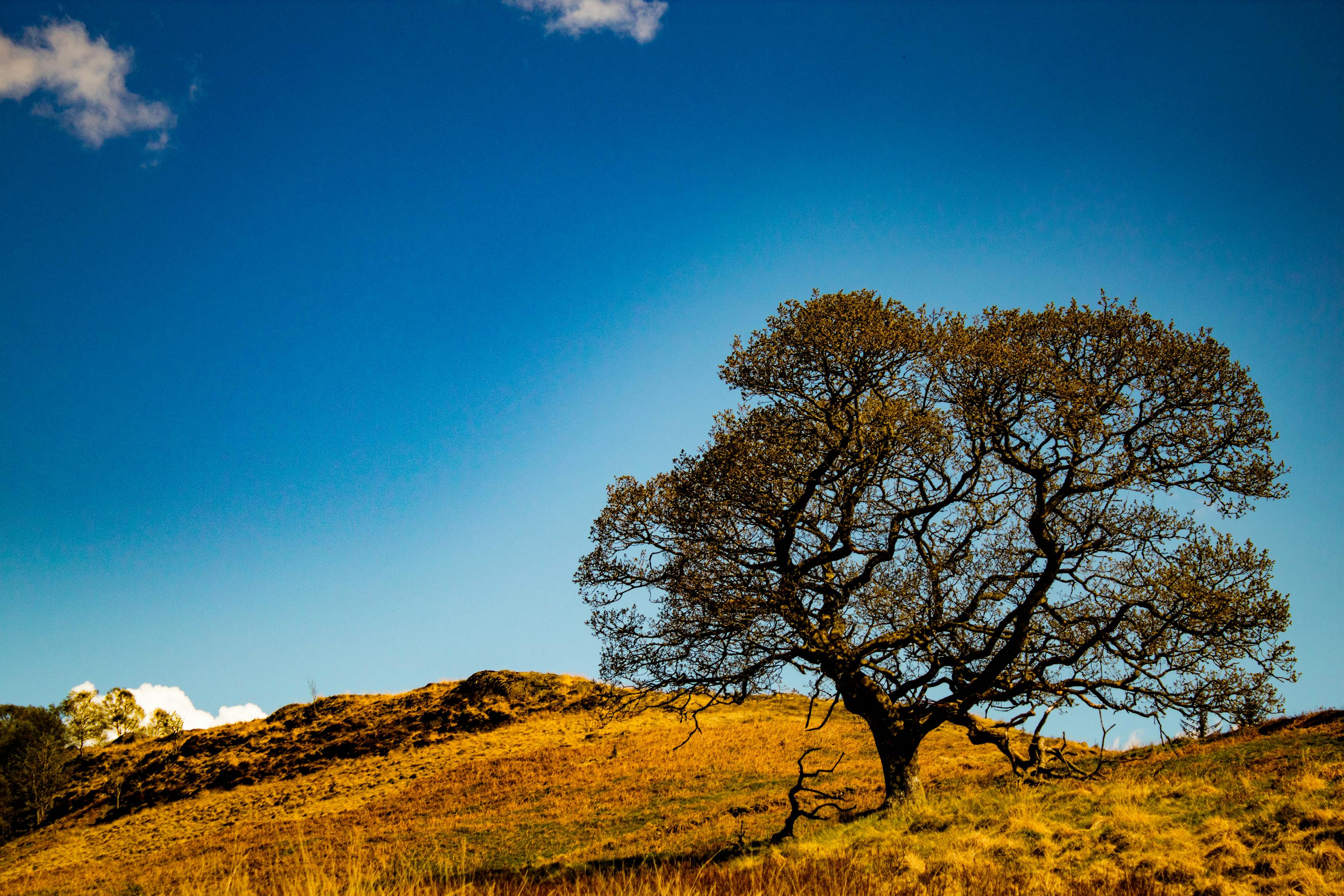 胡杨股市实时行情_胡杨 价格 胡杨股市实时行情_胡杨 价格