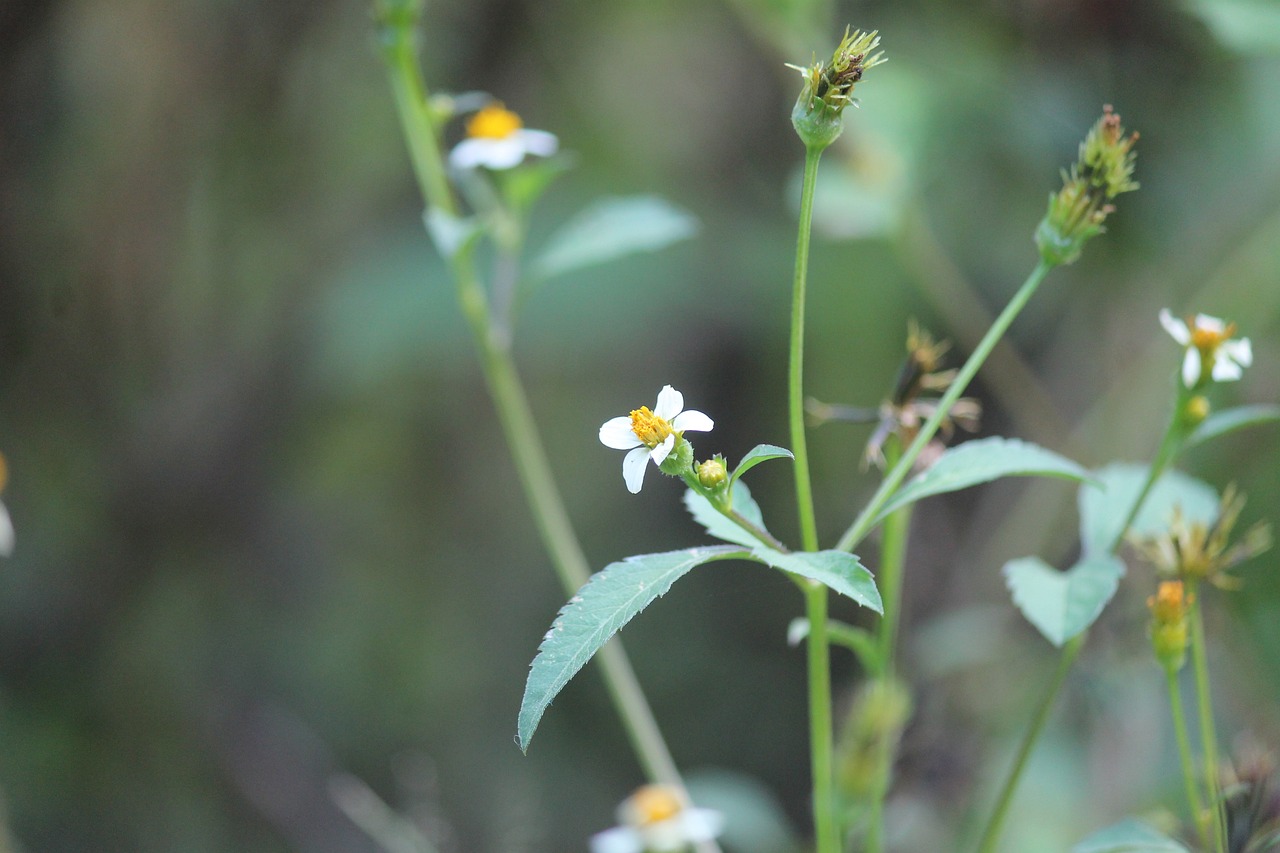 游戏redflower攻略_main the red flower