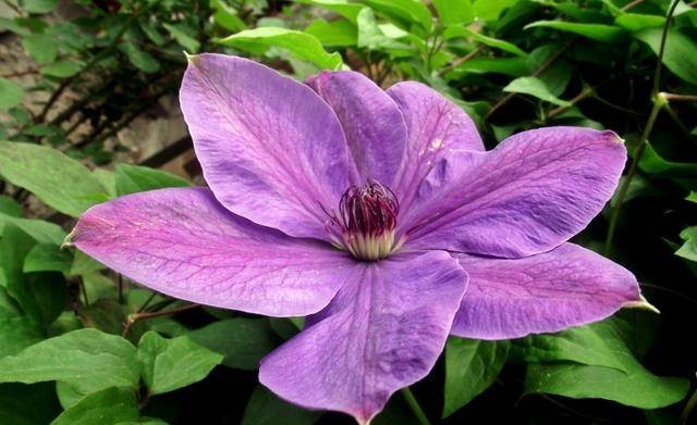 小天才星座运势(小天才星座运势在哪里看)